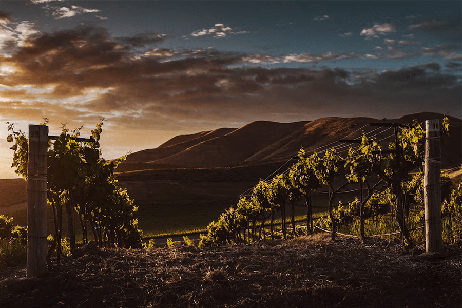 Aglianicone: il vino dimenticato che torna a raccontare la sua storia