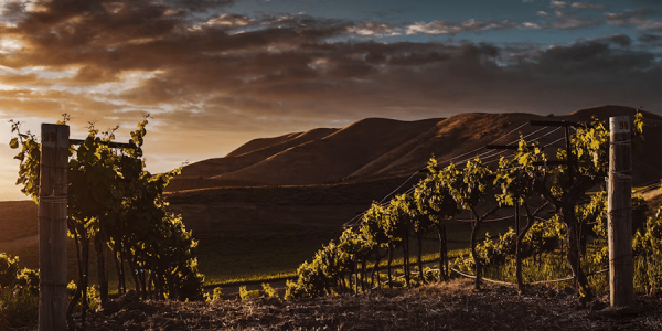 Aglianicone: il vino dimenticato che torna a raccontare la sua storia